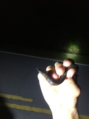 Nerodia fasciata × clarkii