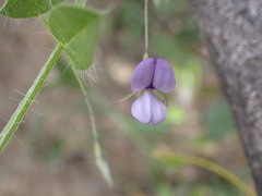 Psoralea plauta