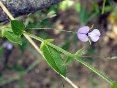 Psoralea plauta