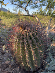 Ferocactus emoryi rectispinus