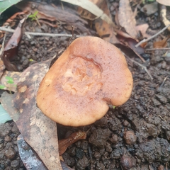Polyporus