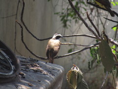 Pitangus sulphuratus