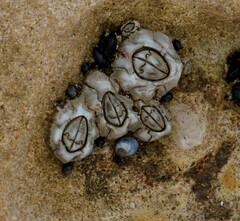 Chthamalus antennatus