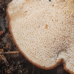 Polyporus