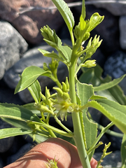 Ditaxis brandegeei