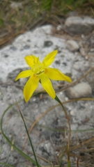 Moraea neglecta