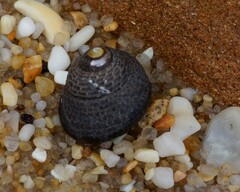 Chlorodiloma adelaidae