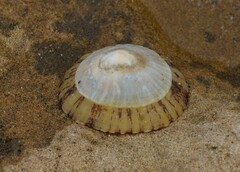 Cellana tramoserica