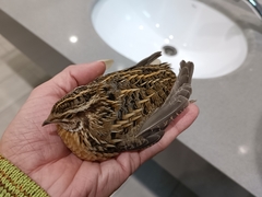 Coturnix coturnix