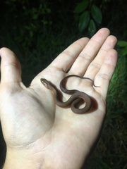 Nerodia clarkii compressicauda