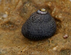 Chlorodiloma adelaidae