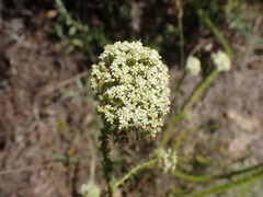 Selago corymbosa