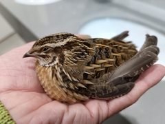 Coturnix coturnix