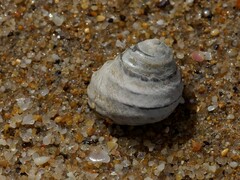 Austrocochlea constricta