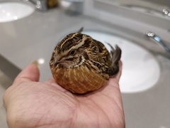 Coturnix coturnix