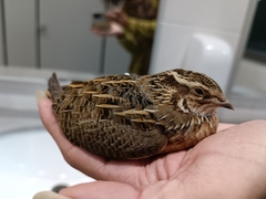 Coturnix coturnix