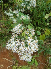 Aster ageratoides scaberulus