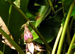 Arachnothera longirostra