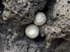 Bembicium nanum