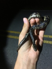 Nerodia clarkii compressicauda