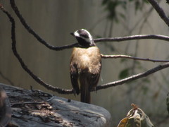 Pitangus sulphuratus