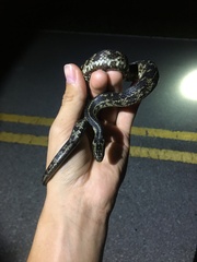 Nerodia clarkii compressicauda