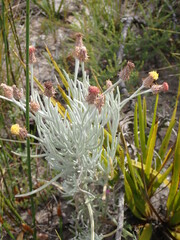 Syncarpha gnaphaloides