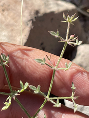 Fagonia laevis