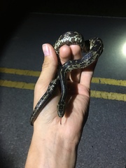 Nerodia clarkii compressicauda