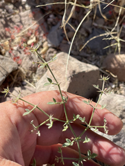Fagonia laevis