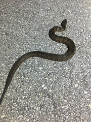 Nerodia fasciata × clarkii