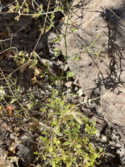 Fagonia laevis