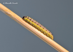 Evergestis extimalis