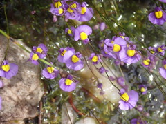 Utricularia bisquamata