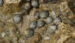 Bembicium nanum