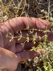 Fagonia laevis