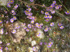 Utricularia bisquamata