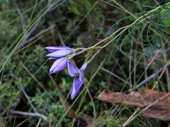 Cheiranthera alternifolia