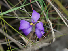 Cheiranthera alternifolia