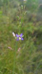 Heliophila linearis linearifolia