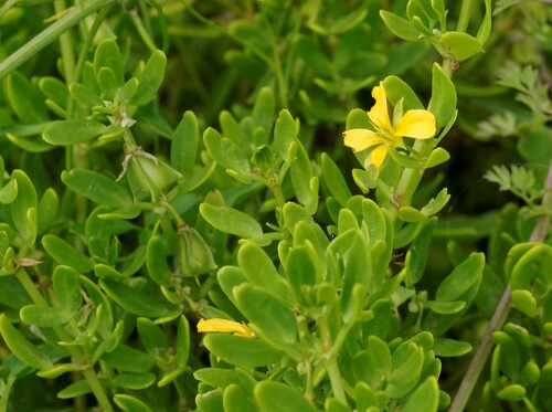Image of Roepera billardierei by (c) Rod Lowther, some rights reserved (CC BY)