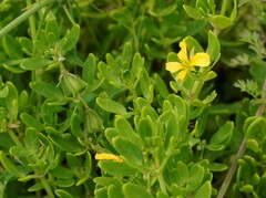 Roepera billardierei