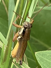 Paroxya