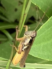 Paroxya