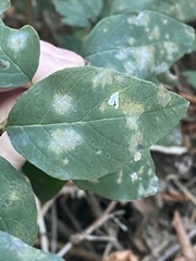 Erysiphe symphoricarpi