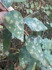 Erysiphe symphoricarpi