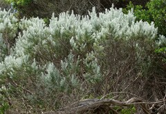 Olearia axillaris