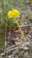 Pterygodium acutifolium