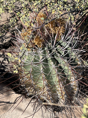 Ferocactus emoryi rectispinus
