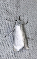 Tipanaea patulella